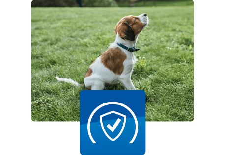 Puppy seated outside