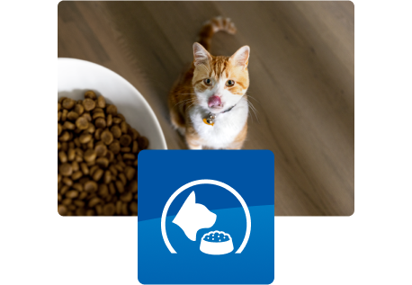 Hund kigger op på madskål