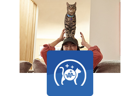cat with blue collar sitting on woman's head