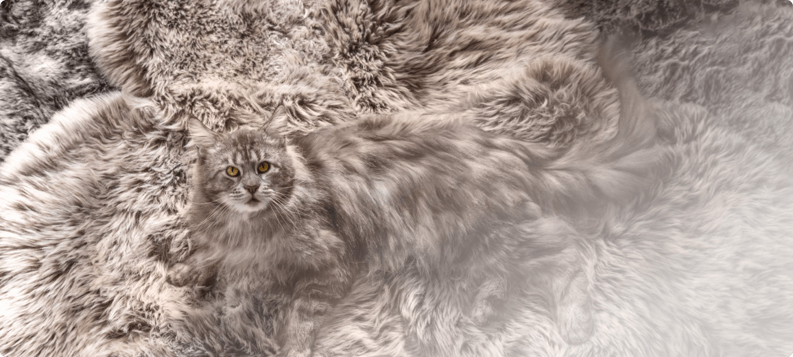 Grey maine coon cat lying on a rug