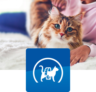 cat lying on bed with pet parent and a measuring tape icon