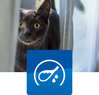 grey cat standing on a windowsill with a bladder icon