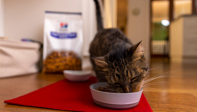 cat eating out of a bowl with Hill's food