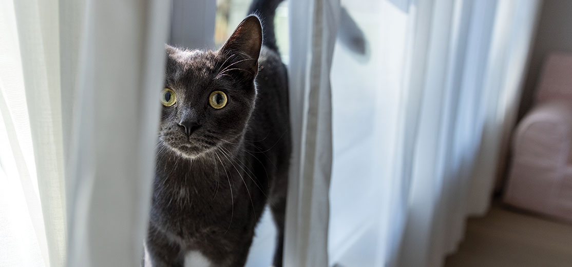 Grey cat with green eyes looking up from behind a curtain