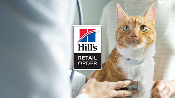 vet examining a cat